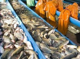 Камчатский рыбокомбинат закрыли на 80 суток 